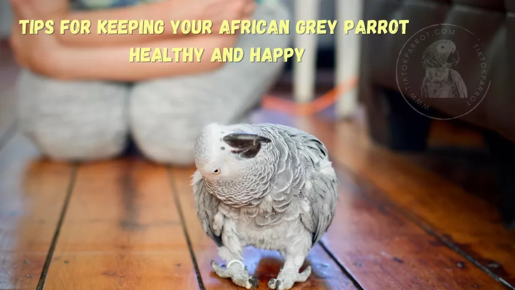Tips for Keeping Your African Grey Parrot Healthy and Happy