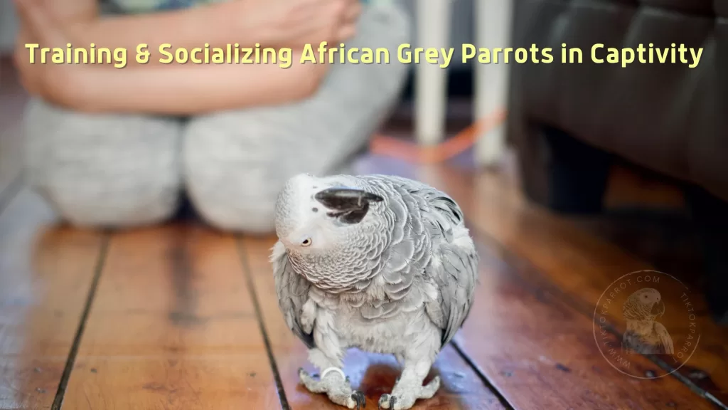 Training & Socializing African Greys in Captivity
