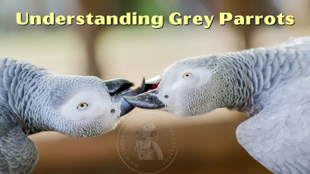 Understanding African Grey Parrots