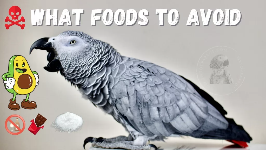 For African Greys What Foods to Avoid?