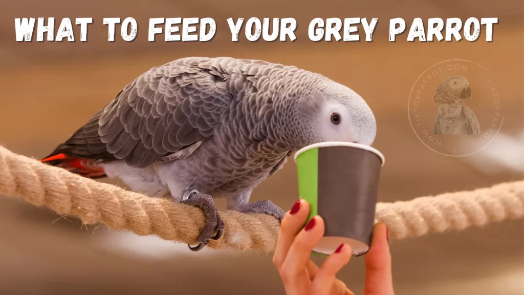 What to Feed Your Grey Parrot