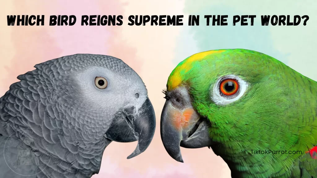 African Grey vs Amazon - Which Bird Reigns Supreme in the Pet World?