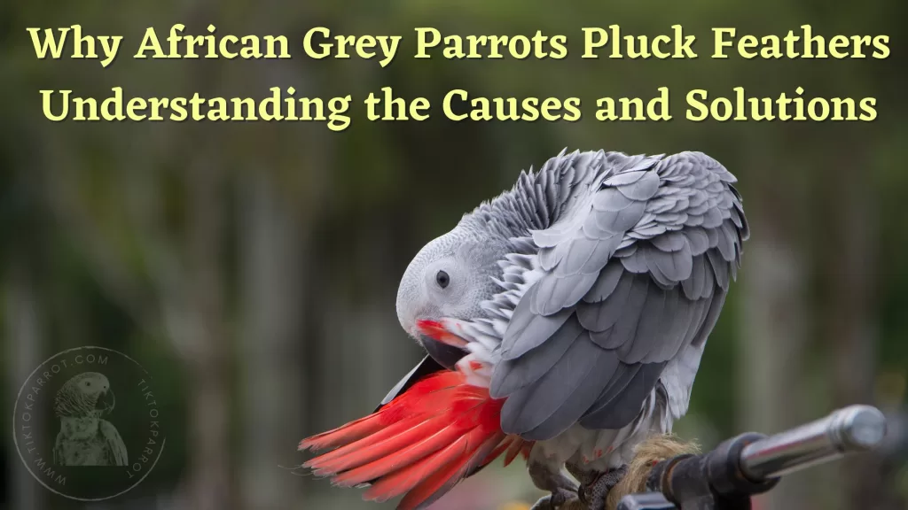 Why African Grey Parrots Pluck Feathers