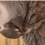Why African Grey Parrots Pluck Feathers by tiktokparrot.com