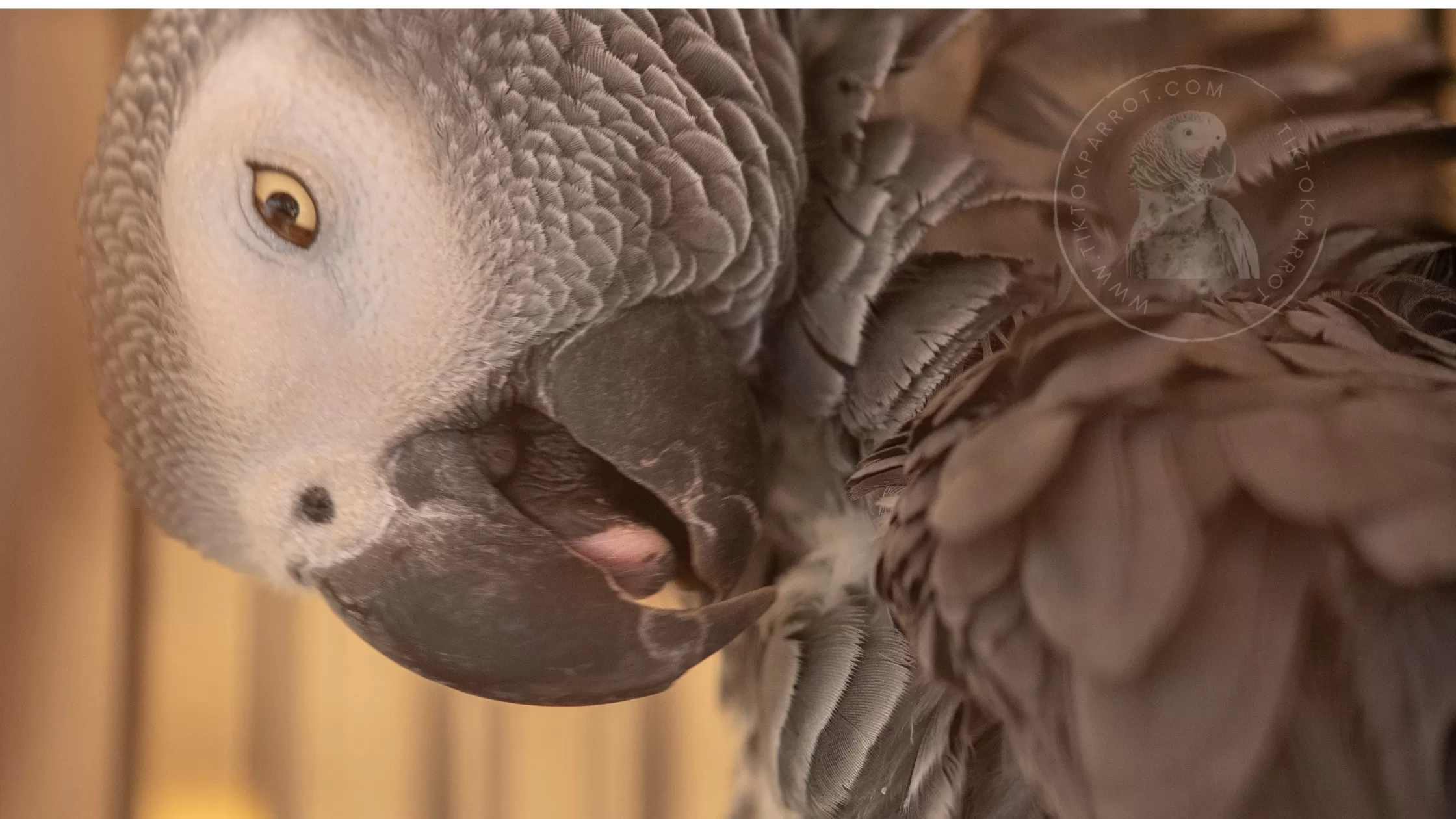 Why African Grey Parrots Pluck Feathers by tiktokparrot.com