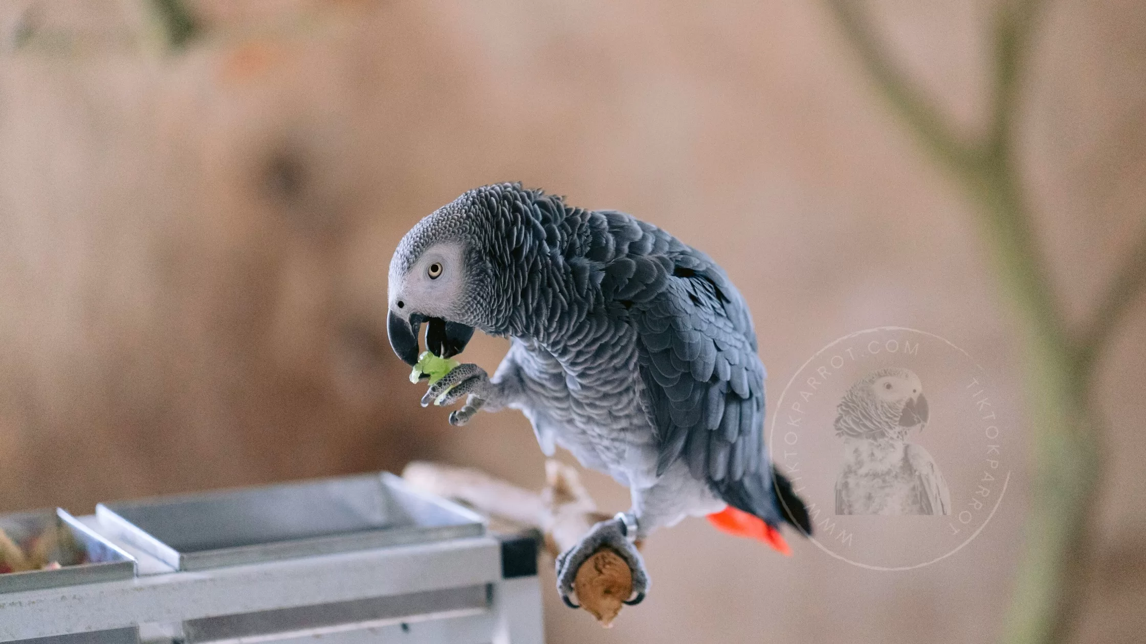 Why Your Grey Parrot's Diet Matters More Than You Think