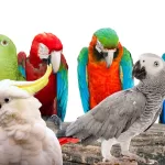 Winning Parrot Names How to Choose a Name That Strengthens Your Bond