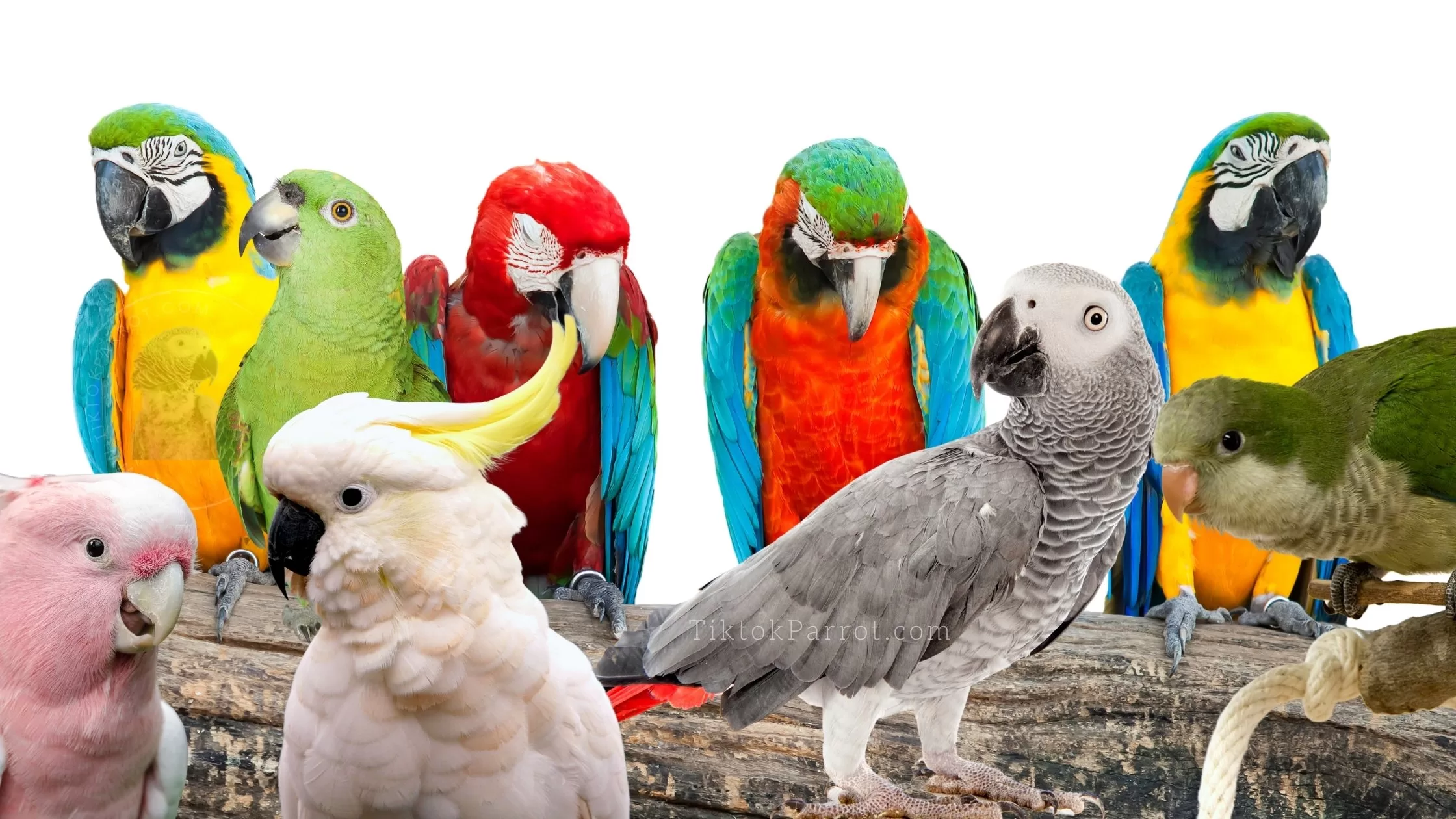 Winning Parrot Names How to Choose a Name That Strengthens Your Bond