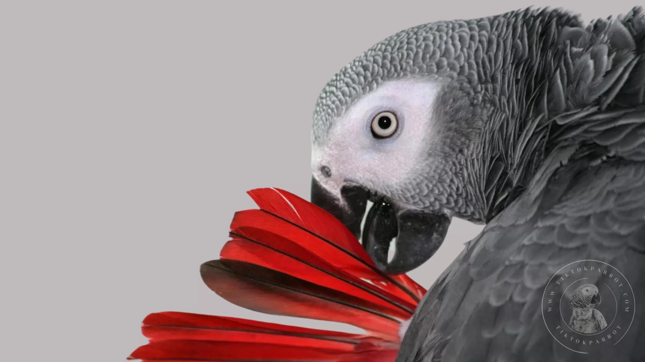 feather of African Grey Parrots