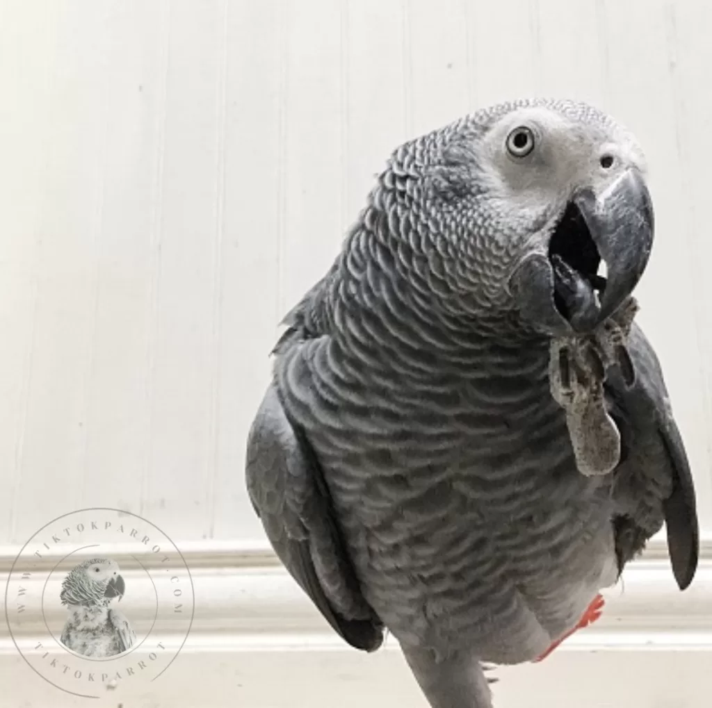 African Grey Parrot's Nail Biting Problems
