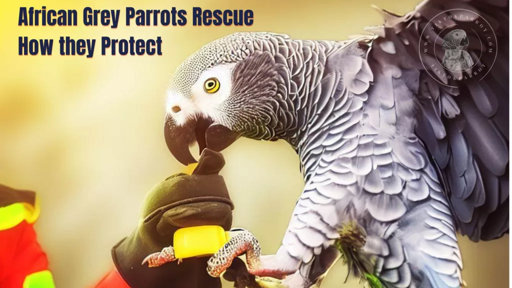 African Grey Parrots Rescue And How They Protect