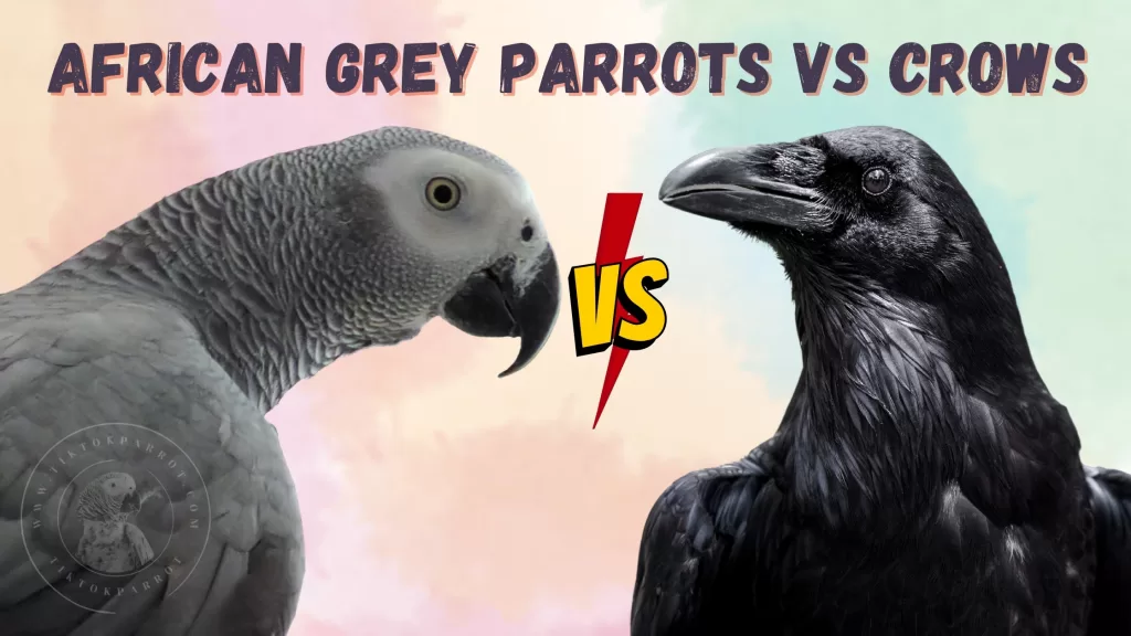 African Grey Parrots vs Crows: The Battle