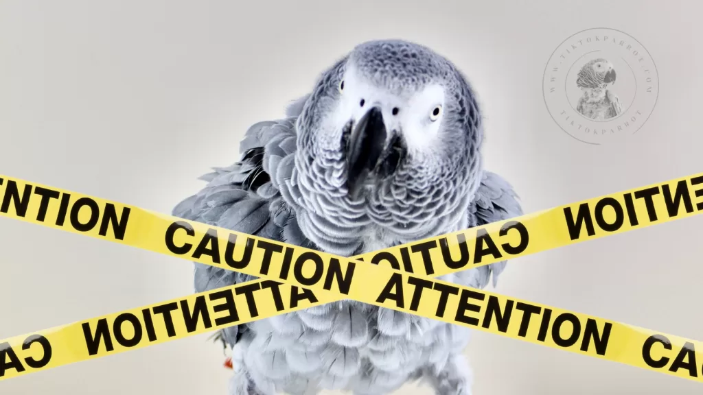 African Greys 101 Avoid These Common Mistakes and Keep Your Parrot Thriving