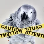 African Greys 101 Avoid These Common Mistakes and Keep Your Parrot Thriving