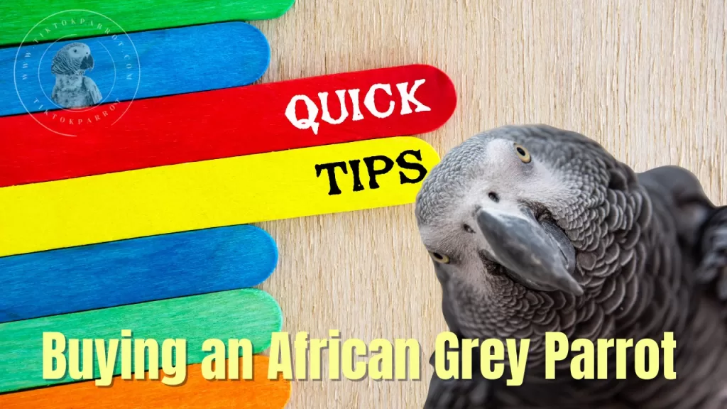 Buying an African Grey Parrot by TiktokParrot.com