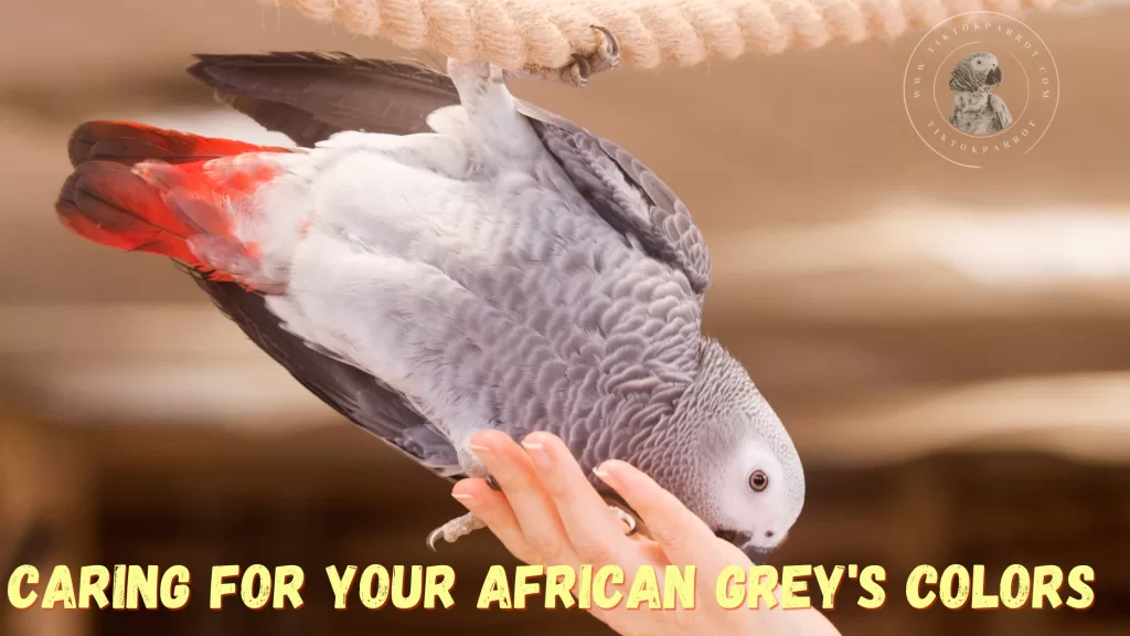 Caring for Your African Grey's Colors