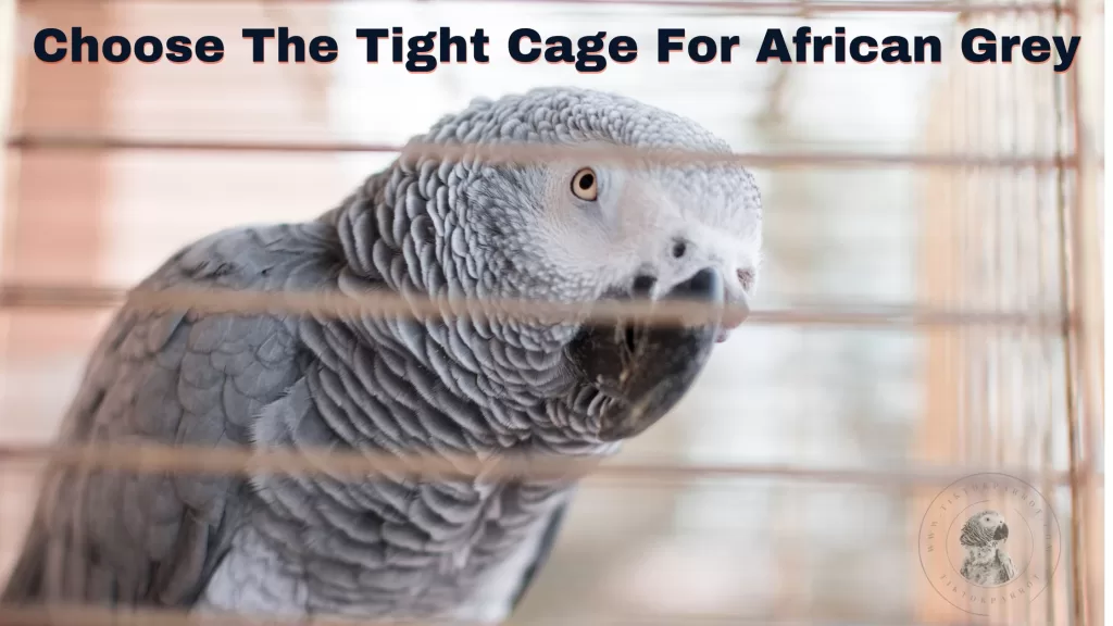 Choose The Tight Cage For African Grey