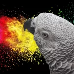 Color Mystery How African Grey Parrots See a World Beyond Human Perception by tiktokparrot.com