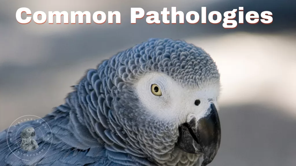 Common pathologies in Africans grey parrots