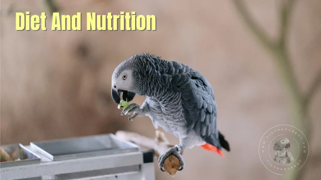 Diet And Nutrition For African Grey Parrot