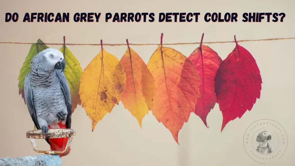 Do African Grey Parrots Detect Color Shifts?