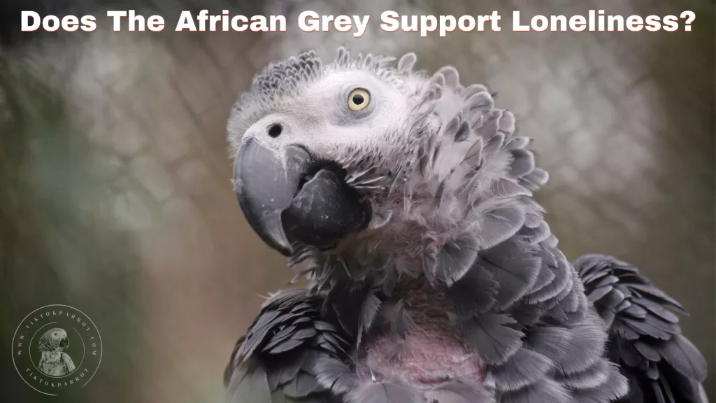 Does The African Grey Support Loneliness