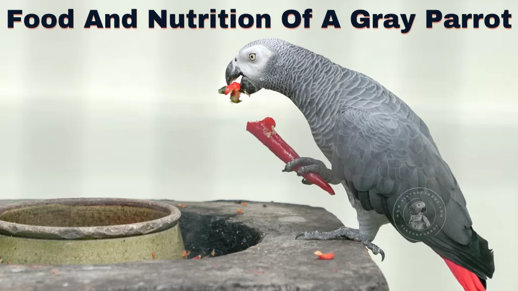 Food And Nutrition Of A Gray Parrot