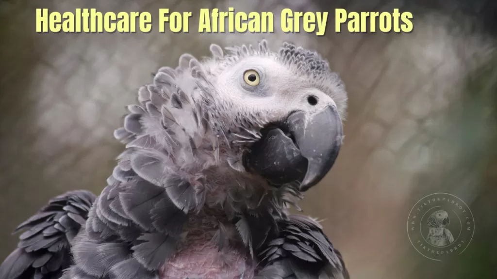 Healthcare For African Grey Parrots