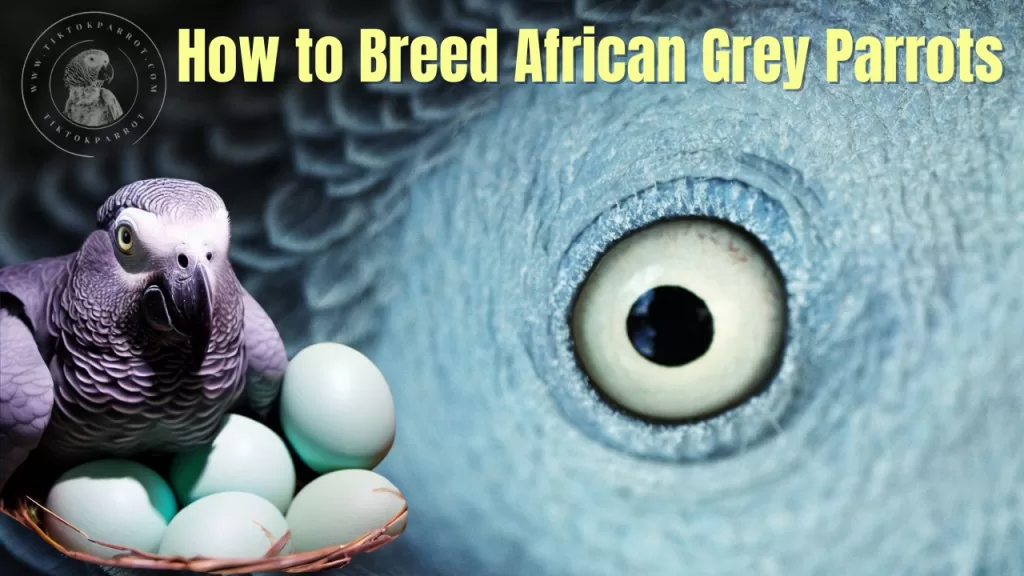 How to Breed African Grey Parrots