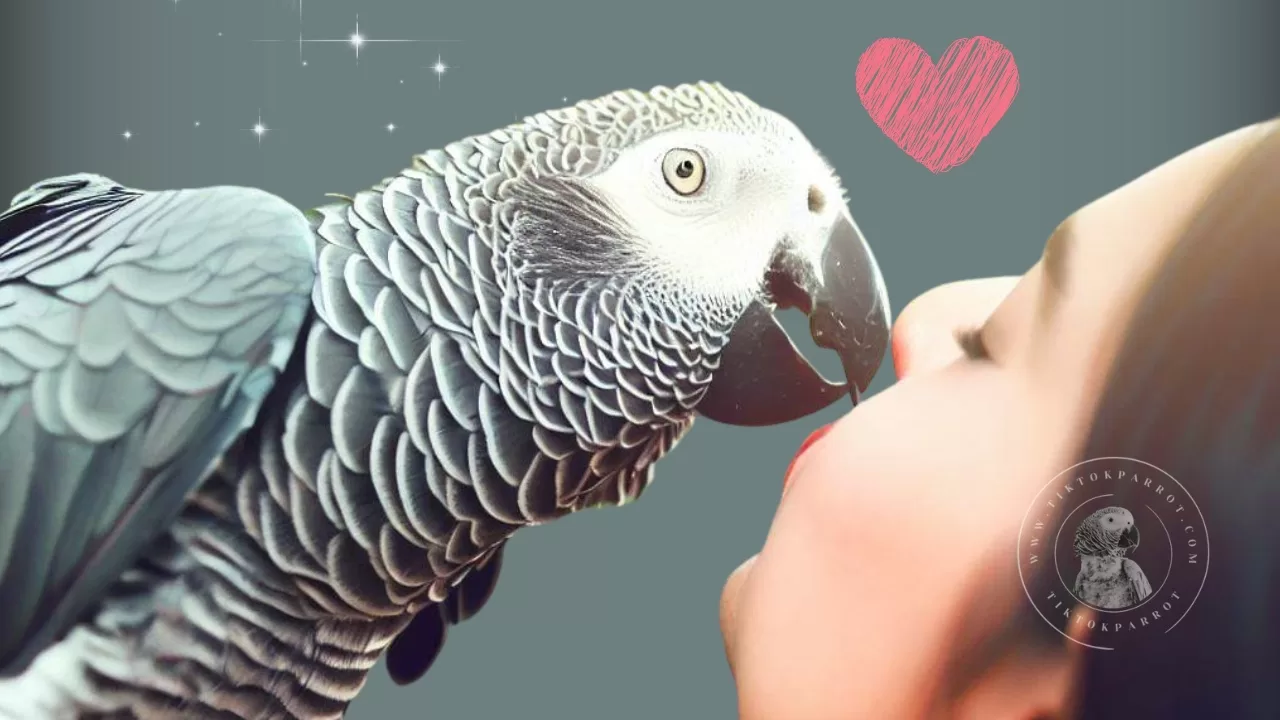 How to Gain the Love of an African Grey Parrot