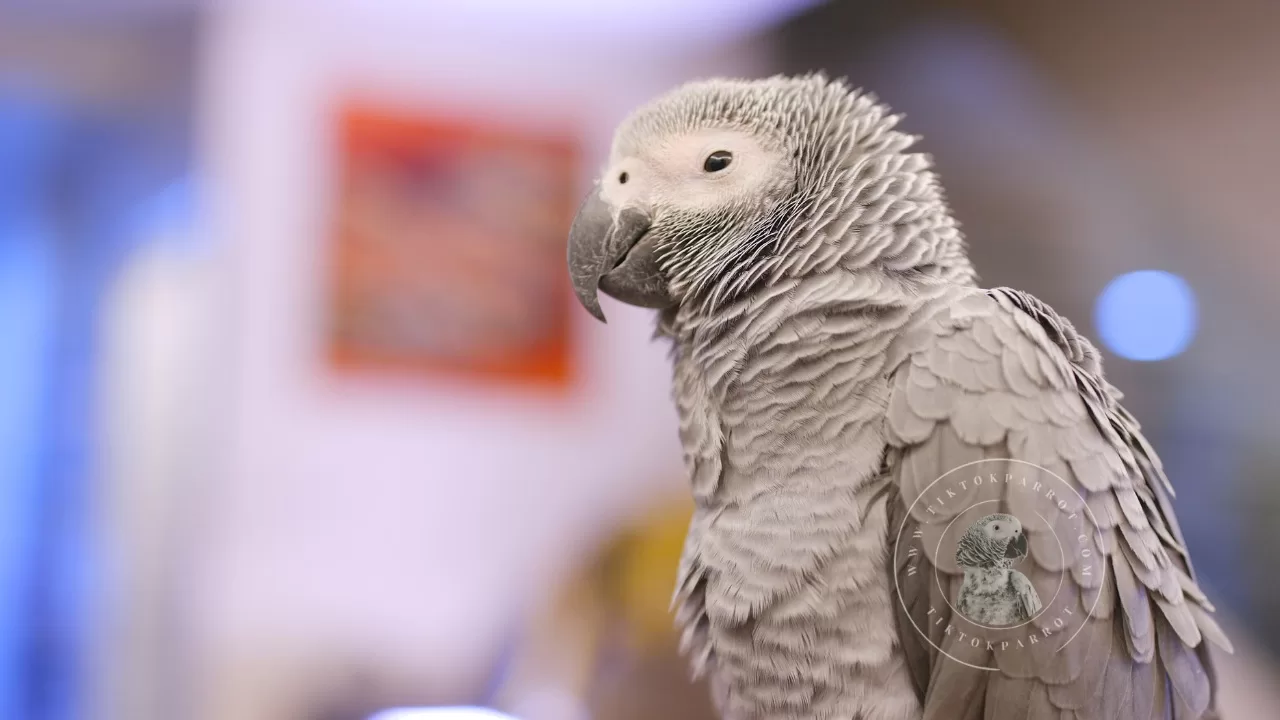 How to Rear a Young African Grey Parrot