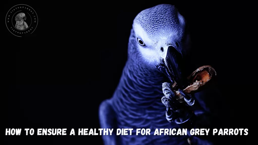 How to ensure a healthy diet for African Grey Parrots