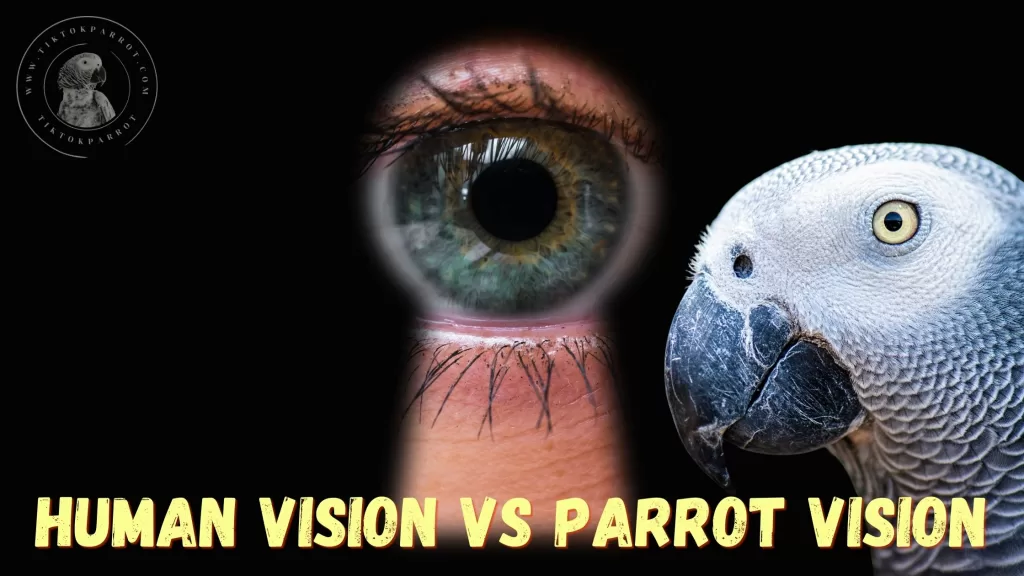 Human Vision VS Parrot Vision Comparisons