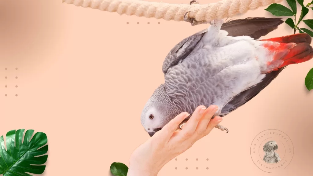 Mastering the Art of Taming an African Grey Parrot
