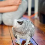PLAYTIME FOR BIRDHOW TO PLAY WITH YOUR AFRICAN GREY PARROT