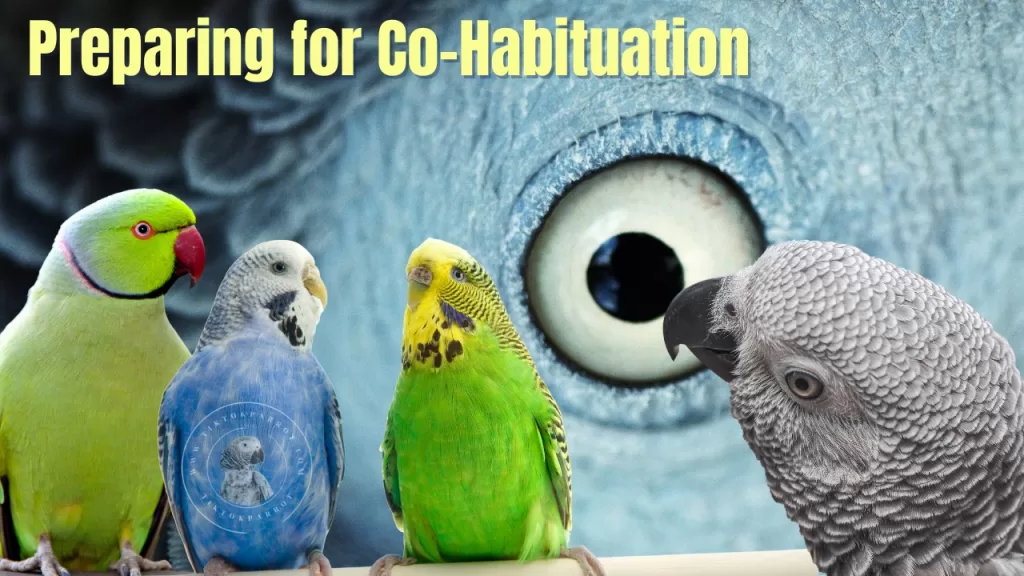 Preparing for Co-Habituation Parakeet with African Grey Parrot
