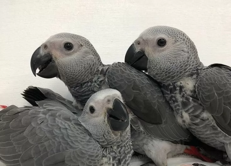 Raising African Grey Chicks Tips for First-Time Owners