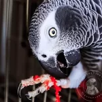 Shaking Your Tailfeathers, An African Grey Self Harming