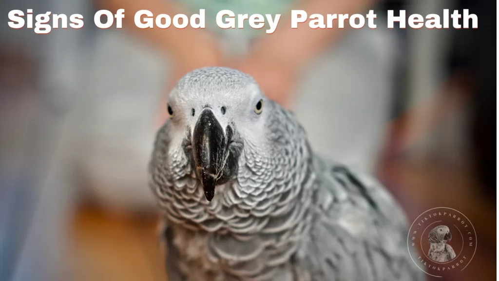 Signs Of Good Grey Parrot Health