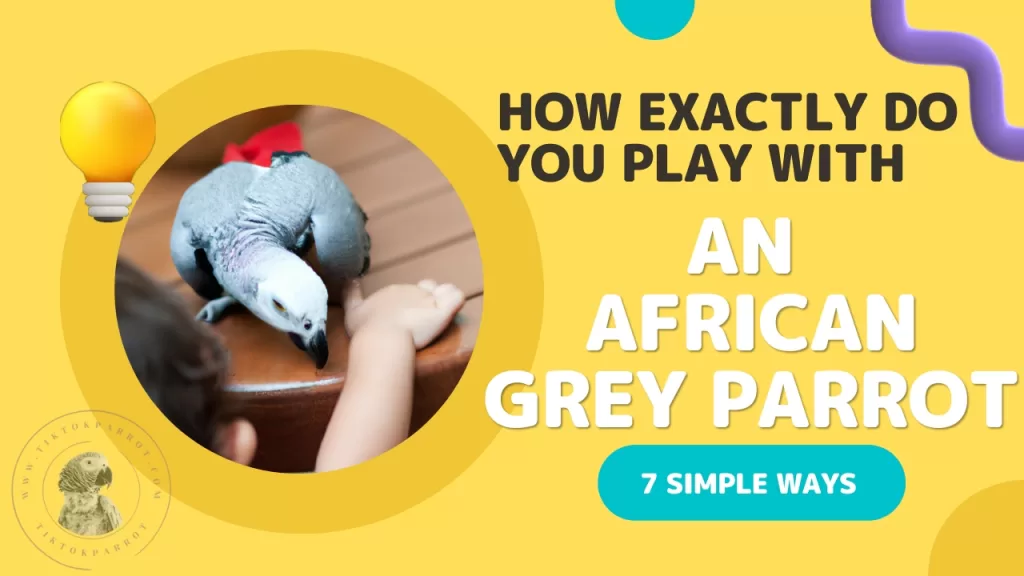 So how exactly do you play with an African Grey Parrot?