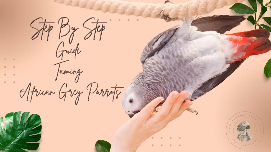 Step-By-Step Guide To Taming African Grey Parrots