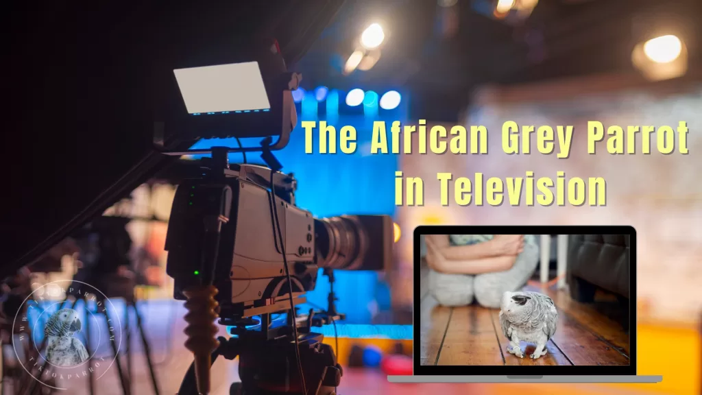 The African Grey Parrot in Television