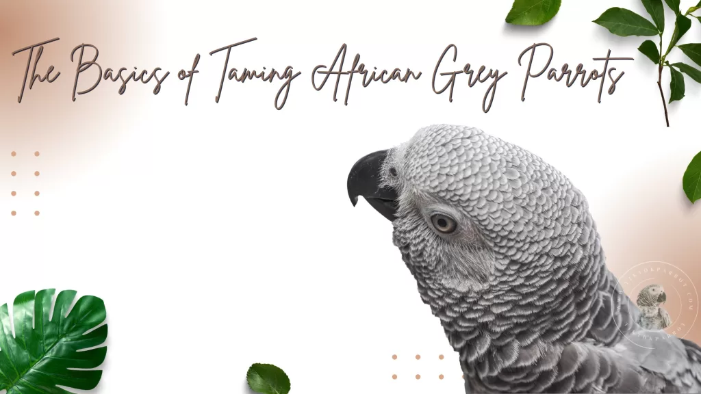 The Basics of Taming African Grey Parrots