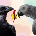 The Battle of the Birds African Grey Parrot vs Crows
