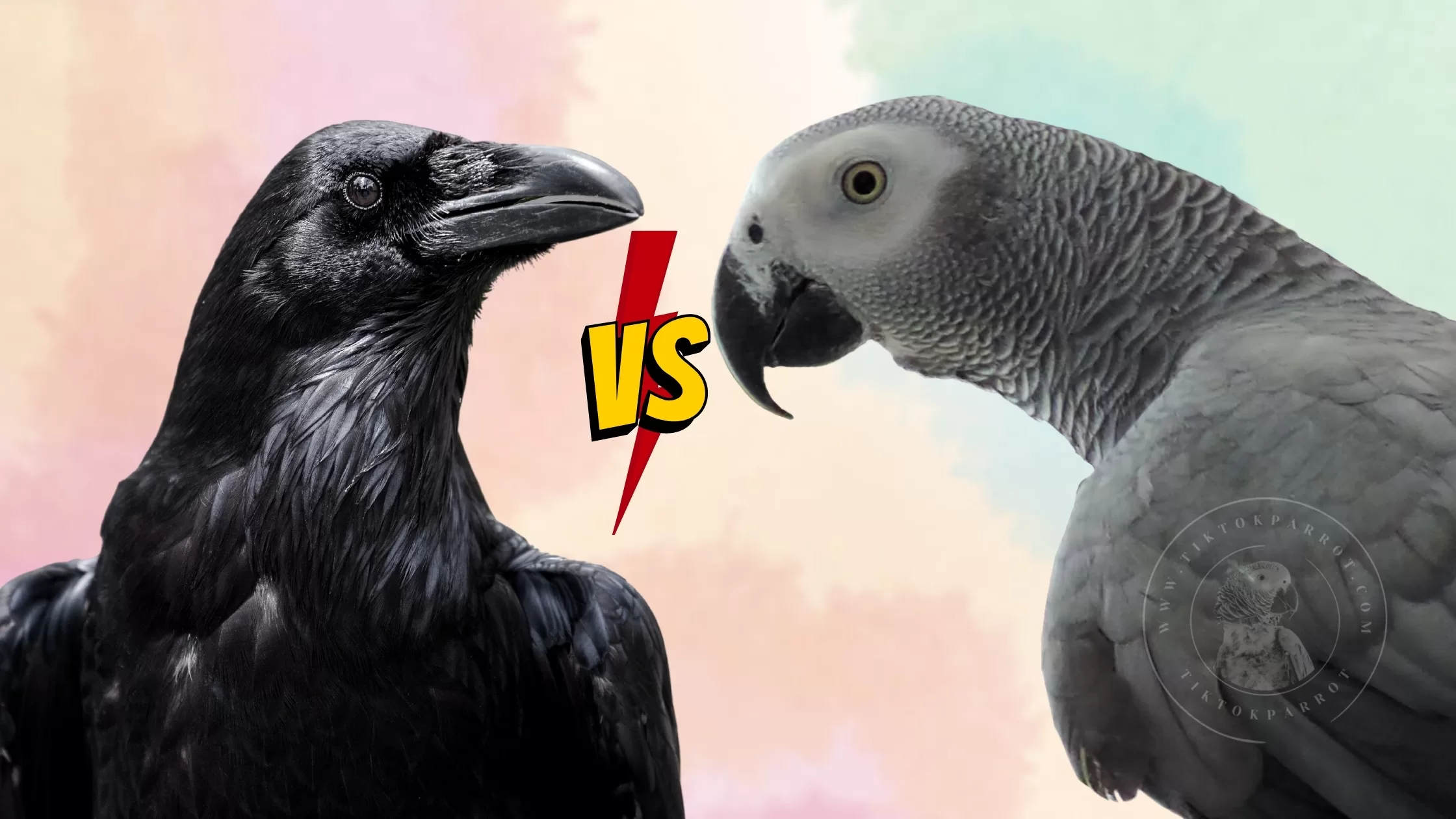 The Battle of the Birds African Grey Parrot vs Crows