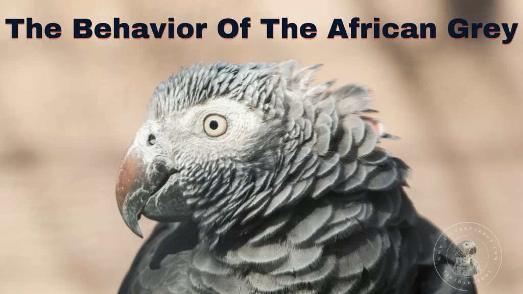 The Behavior Of The African Grey