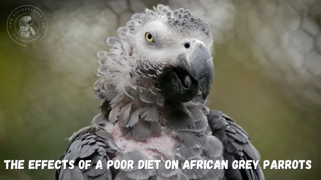 The Effects Of A Poor Diet On African Grey Parrots