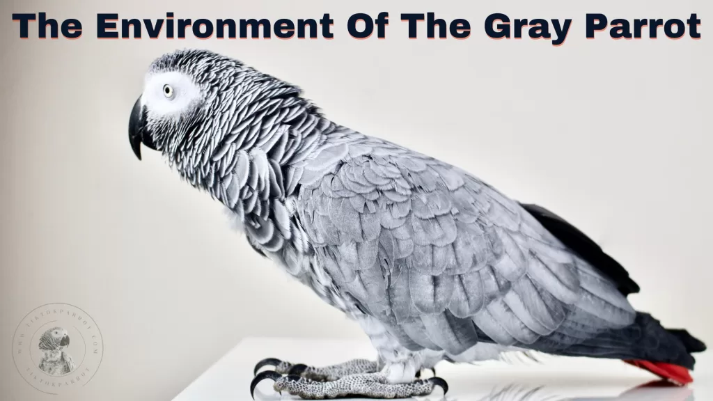 The Environment Of The Gray Parrot