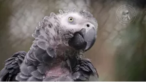 The Hidden Dangers of a Poor Diet for African Grey Parrots