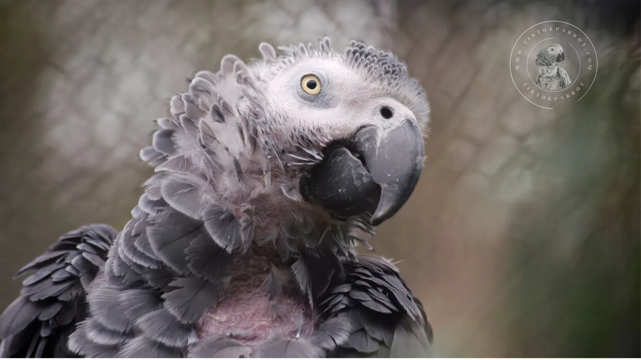 The Hidden Dangers of a Poor Diet for African Grey Parrots
